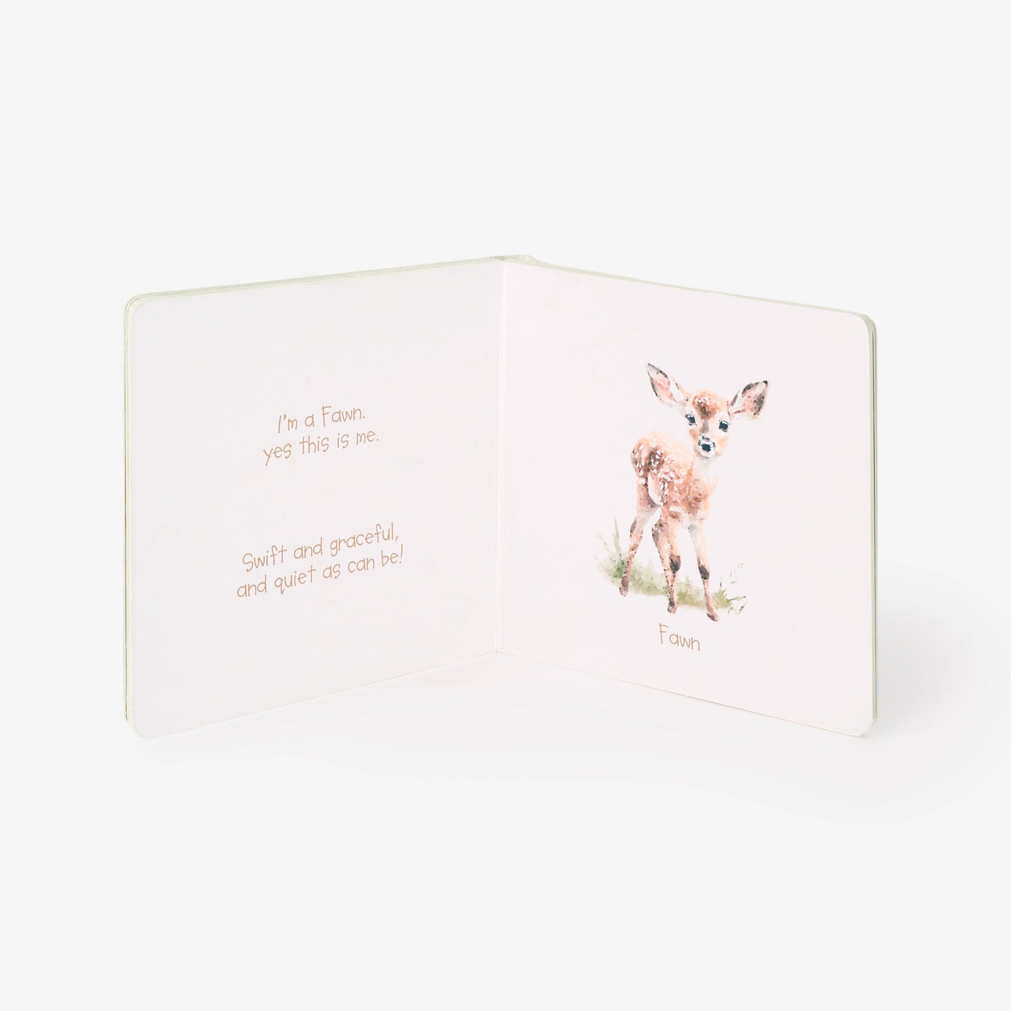 Little Wonders Forest Board Book